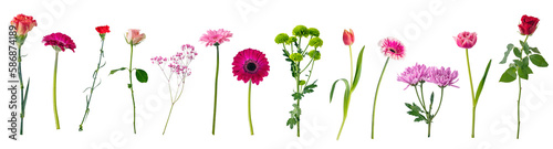 Single flowers collection, set isolated on transparent white background