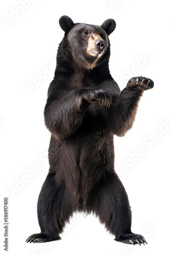 an isolated baby black bear cub walking, side-view, Alaskan, horizontal, mountain-themed photorealistic illustration on a transparent background in PNG. Ursus americanus. Generative AI