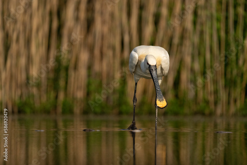  Eurasian spoonbill (Platalea leucorodia)