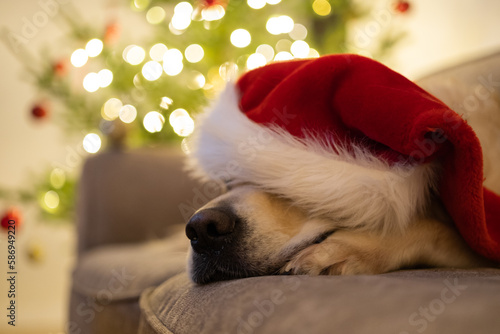 A golden retriever in a santa hat sits on a couch near a Christmas tree on Christmas Eve. Dog congratulates and wishes Merry Christmas