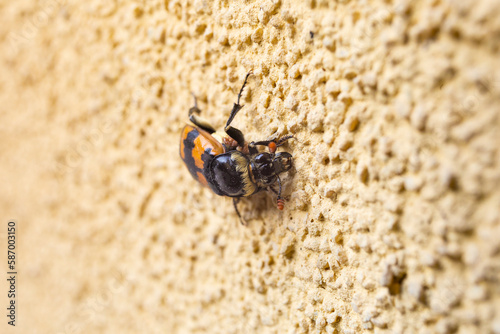 Nicrophorus vespillo is a burying beetle described by Carl Linnaeus in his landmark 1758 10th edition of Systema Naturae. It has a paleartic distribution and is commonly found across Europe and Asia