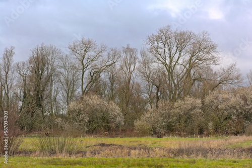 Wetlands in early spring, with bare trees and flowering blackthorns under a cloudy sky in Bourgoyen nature reserve, Ghent, Flanders, Belgium 