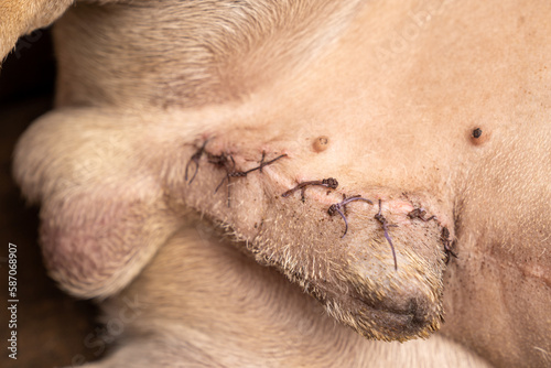 French bulldog after urolith surgery, suture site