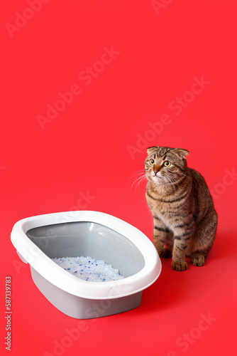 Cat near litter box on red background