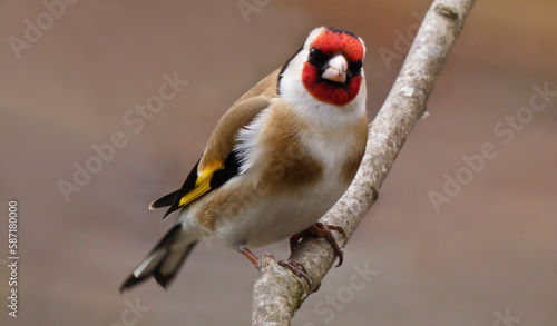 goldfinch