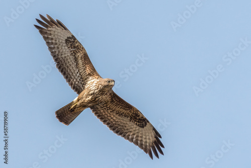 Common buzzard flying and looking to the ground for prey