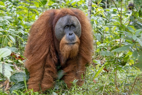 Close-up view of a hairy Tapanuli orangutan in the greenery