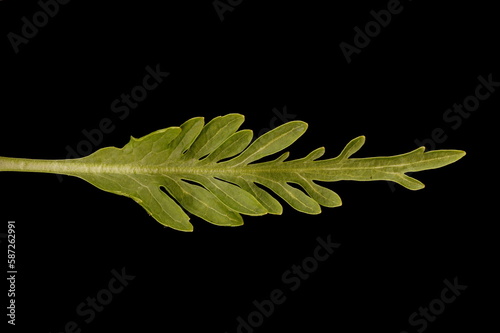 Horseradish (Armoracia rusticana). Cauline Leaf Closeup