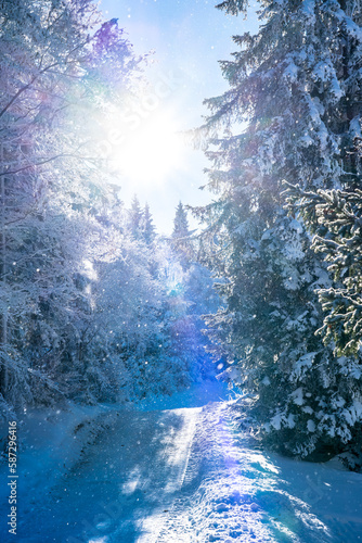 Winter forest in Seefeld, Austria