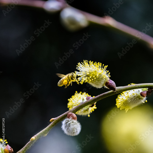 a bee in flight, covered with pollen of a goat willow, Salix caprea 