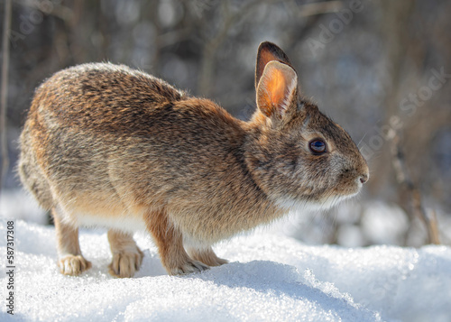 Eastern cottontail rabbit sitting in a winter forest.