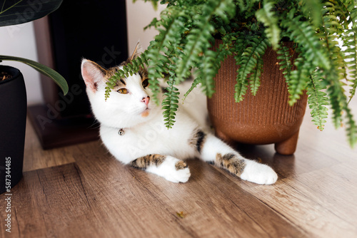 Cat sitting near a set of green potted houseplants. Fluffy pet is staring curiously. Cozy home with plants.