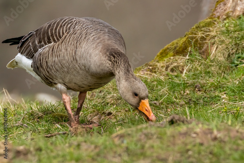 Greylag goose in a field grazing on the grass