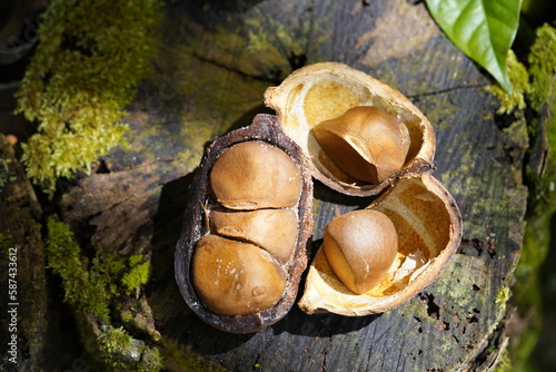 Antiroba seed (Carapa guianensis) of the Meliaceae family. Amazonas, Brazil.