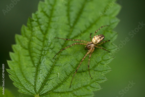 Eine Spinne sitzt auf einem grünen Blatt.
