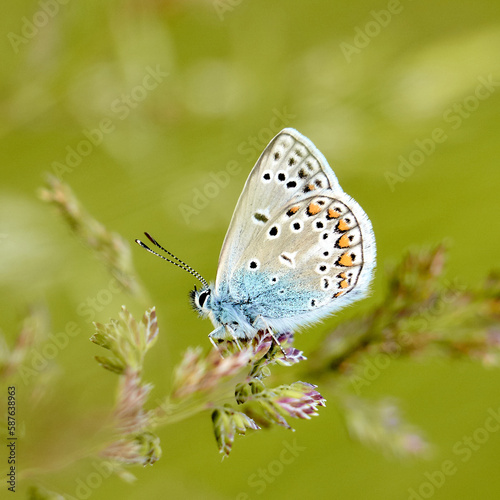 Motyl Ikar