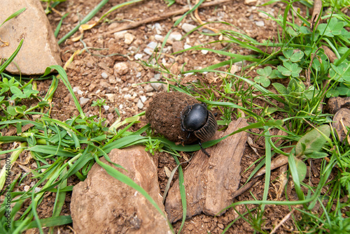 Scarabaeus laticollis o escarabajo pelotero, empujando una bola de excrementos con fines alimenticios.