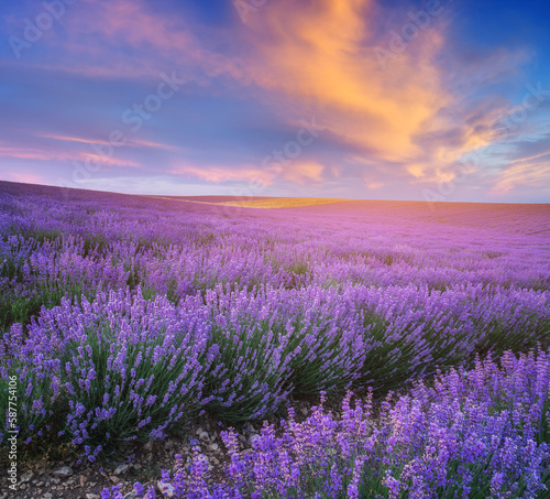 Meadow of lavender at sunset.