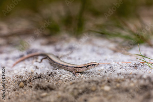 Little brown skink from the pine barrens of New Jersey 