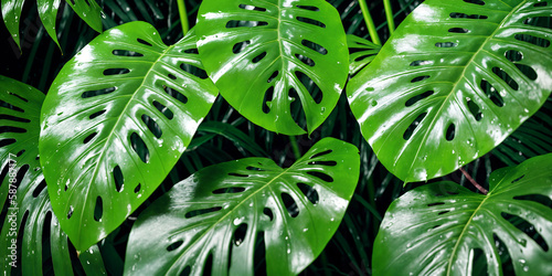 Closeup of large green monstera leaves dew drops. Generative AI