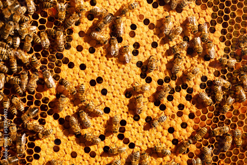 Honeycombs with worker bees and closed bee brood.