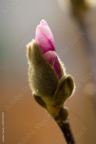 Pąk różowej magnolii w ujęciu makro
