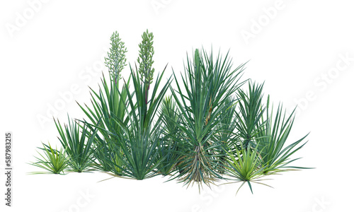 Yucca bush shrub set alpha channel