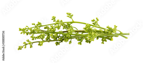 Medicinal neem flower on transparent png