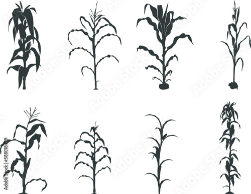 Corn stalk silhouette, Corn tree svg, corn Svg, Corn stalk vector