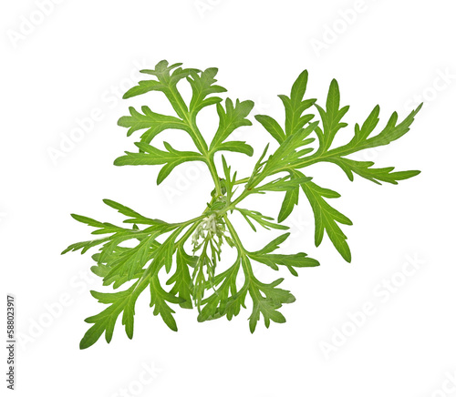 Sweet wormwood, Mugwort or artemisia annua branch green leaves on transparent png