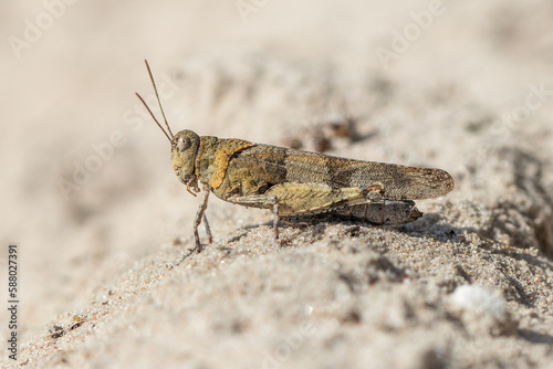 Blue-winged grasshopper (Oedipoda caerulescens) on the sand.