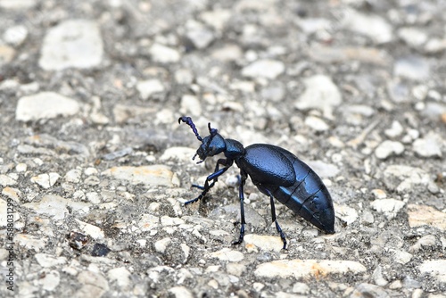 Samiec dużego, trującego chrząszcza, oleica krówka (Meloe proscarabaeus)