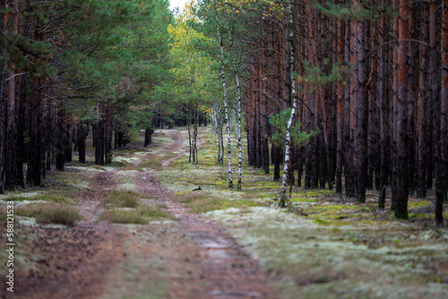 Sosnowy las pod Zieloną Górą / Pine forest near Zielona Góra