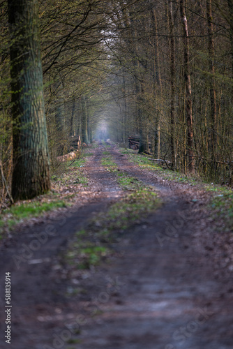 Leśna droga w lesie Odrzańskim / Forest road in the Odrzański forest