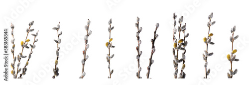 Willow branches with fluffy catkins isolated on white