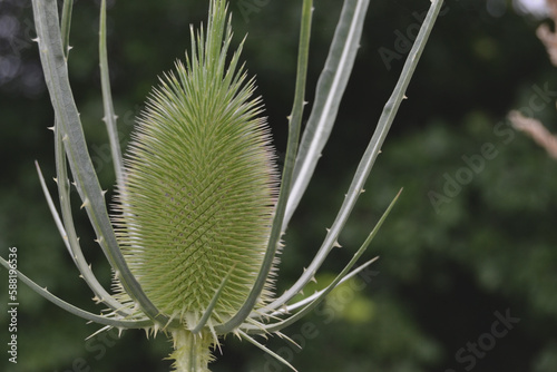 Dipsacus sativus, garden plant, closeup