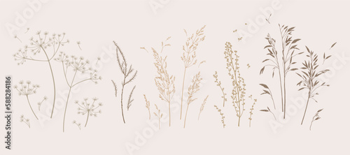Set with meadow herbs. Botanical collection with dried plants. Earth tones. Vector illustration. Sketch style.