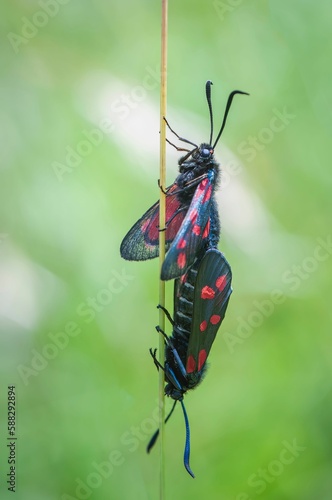 Six-spot Burnetts mating on a grass stem in Somerset