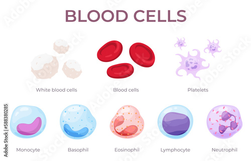 Blood cells. The circulatory system is its components. Red blood cells, white blood cells, platelets, lymphocytes in cartoon style. Vector illustration