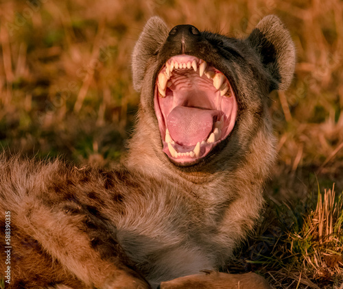 Hyena