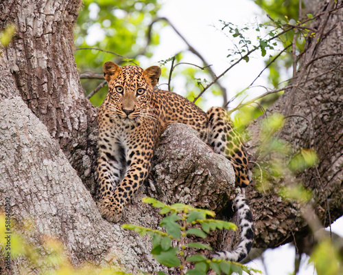 leopard resting on tree