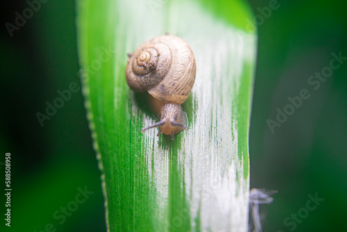 A snail is a shelled gastropod. The name is most often applied to land snails, terrestrial pulmonate gastropod molluscs. However, the common name snail is also used for most of the members of the moll