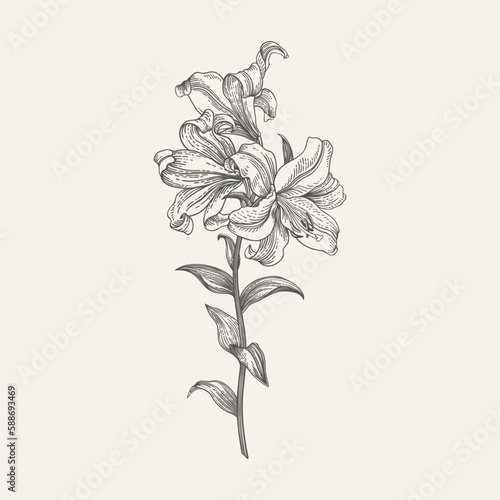 Botanical illustration of a royal lily. Line drawing. Black and white