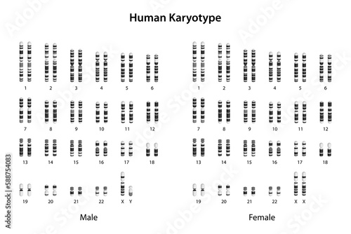 Human Karyotype (male and female)