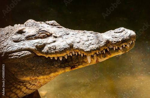 Large Nile crocodile (Crocodylus niloticus) in Egypt on the banks of the Nile