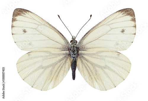 Papillon Piéride du navet (Pieris napi)