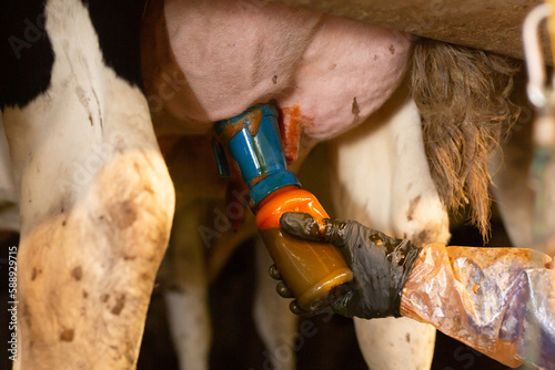 Closeup of faceless hand of farmer holding bottle with iodine on udder of cow for disinfection before milking on farm