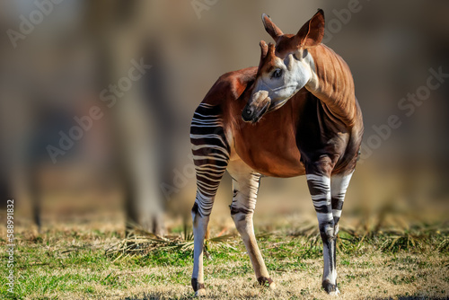 A male Okapi (Okapia johnstoni) in a zoo