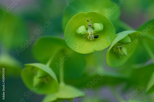 Wood Spurge - Euphorbia amygdaloides Closeup of flowers and insects
