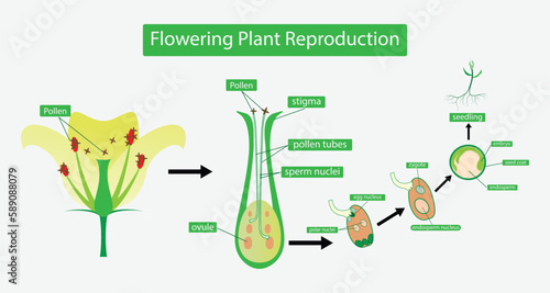 illustration of biology, Flowering plant Reproduction, Flowers contain male sex organs call stamens, Plant reproduction is the production of new offspring in plants, Reproduction in angiosperms